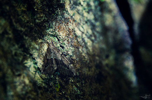 tree texture nature germany insect outdoors bavaria wings nikon moth bark trunk dslr hiding mychemicalromance lichtenau thisishowidisappear d7000