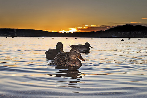 autumn sunset fall birds animals backlight dof sweden pov ducks jämtland frösön storsjön canoneos50d magnuslögdberg