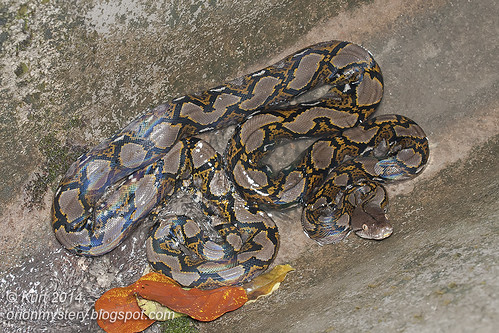 Reticulated Python IMG_9076 copy