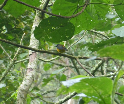 africa uganda bwindiimpenetrableforestnationalpark birds aves robin whitestarredrobin pogonocichlastellata