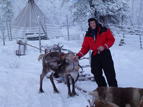 reindeer jhk dutchguy samiexperience