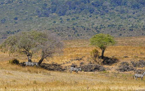 naturaleza nature animal tanzania wildlife ngorongoro zebra cebra blinkagain