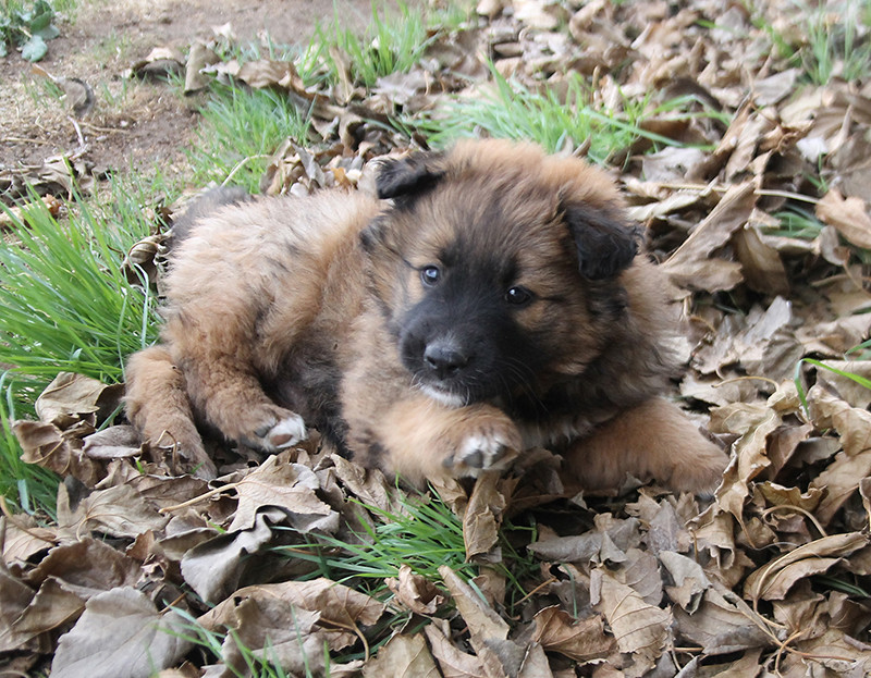 Belle, Foster Pup