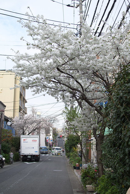 東京路地裏散歩 根津の桜 2014年3月29日