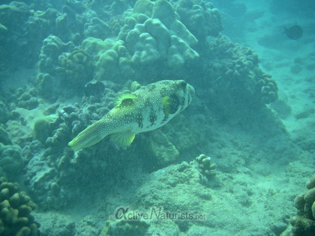 pufferfish 0000 beach 67, Hawaii, USA