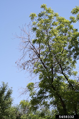 Picture of a tree with symptoms of Thousand Cankers.