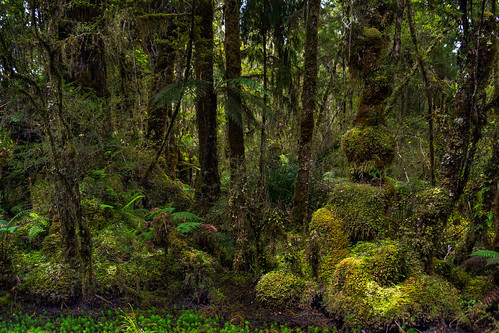 newzealand moss vines glacier fox nz southisland westland beech rata podocarp temperaterainforest kahikatea minnehahawalk tewehekawalkway