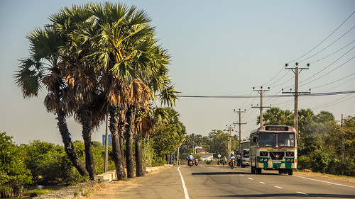 road travel bus tree coast palm east srilanka batticaloa