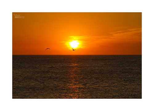 ángelmartínmateo ángelmateo cabodegata níjar almería andalucía españa playa amanecer sol marmediterráneo beach sunrise sun mediterraneansea gaviota seagull