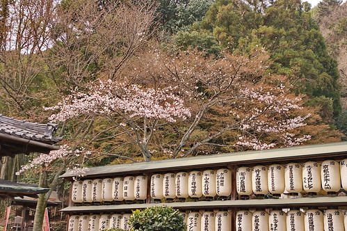 【写真】2013 桜 : 大石神社/2021-10-05/IMGP9013