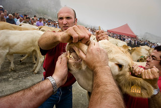El veterinario de Isaba (Navarra) examina los dientes y cuernos de las vacas.