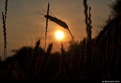 sunset sun field evening nikon sonnenuntergang hans ears sonne abendsonne kornfeld ähren schmidmühlen lauterachtal eisenreich mygearandme