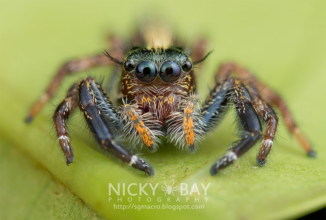 Jumping Spider (Salticidae) - DSC_0518