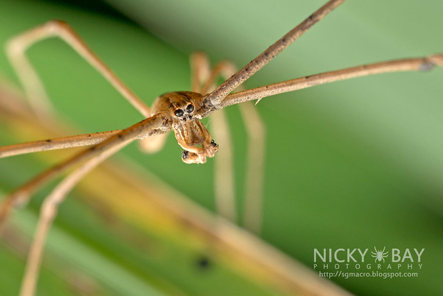 Net-Casting Spider (Deinopis sp.) - DSC_1699