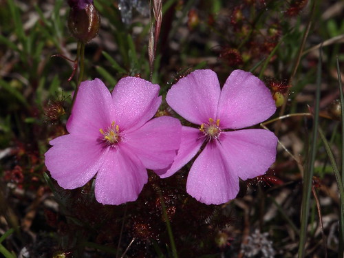 australia westernaustralia drosera bwa droseraceae pinkrainbow droseramenziesii endemictowesternaustralia beermullah bootinenaturereserve