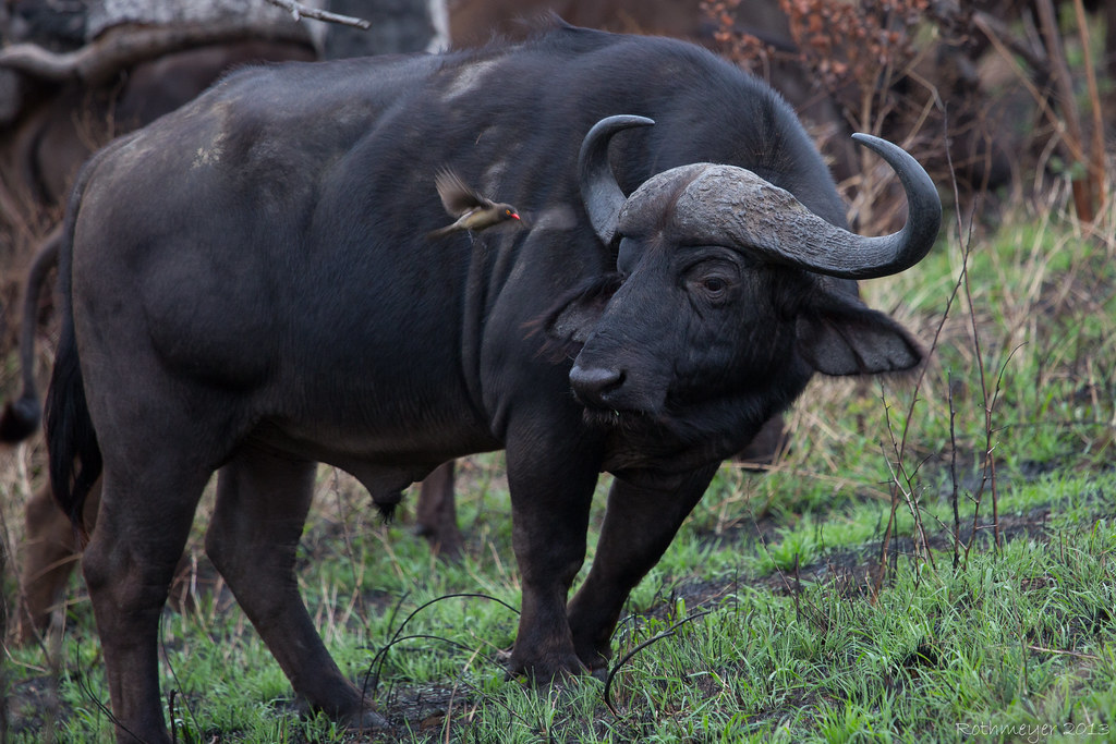 Water Buffalo with Red-billed Oxpecker at Hluhluwe-imfolozi Reserve