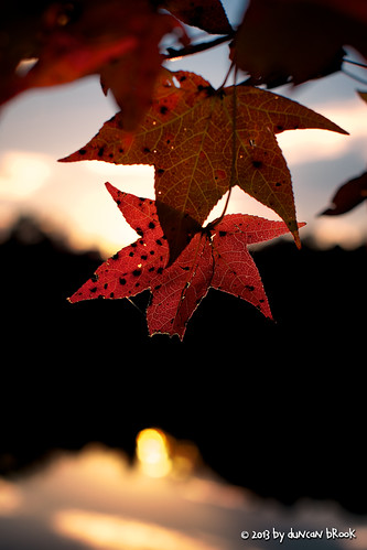 life autumn sunset red sky usa fall beauty leaves silhouette death us nc shadows durham bokeh blueyellow enoquarry waterc
