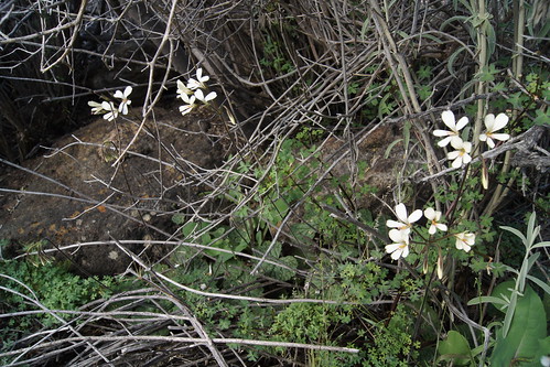 The plants of Pelargonium barklyi