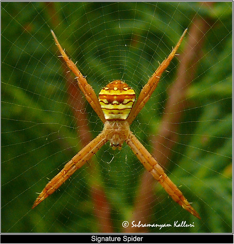 spider insectindia