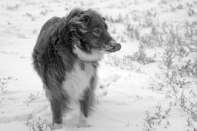 Red Dog Loves Snow!