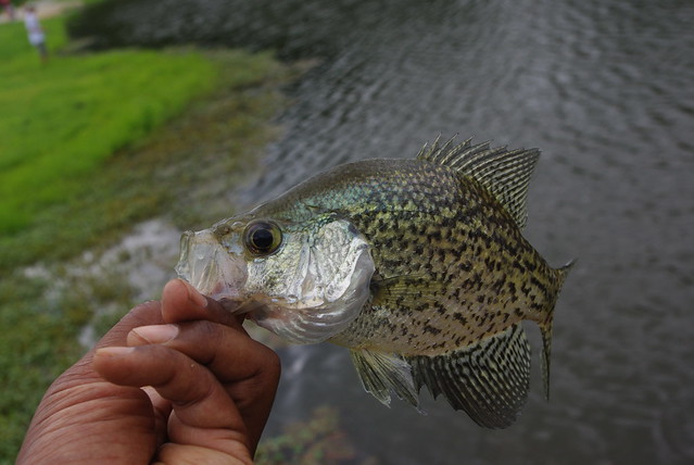 A captured crappie at York River State Park, Virginia