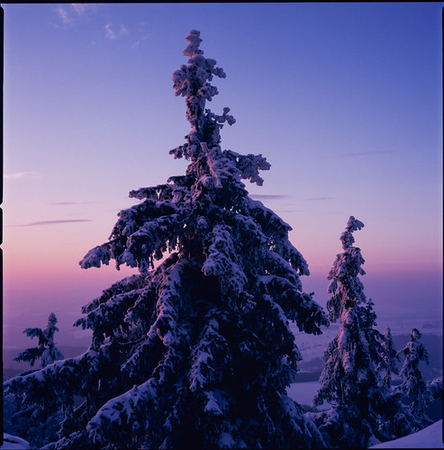 trees sunset snow film analog poland polska e6 rms1001000 hasselblad503cx tetenal3bathkit f0292 exif4film plustekopticfilm120