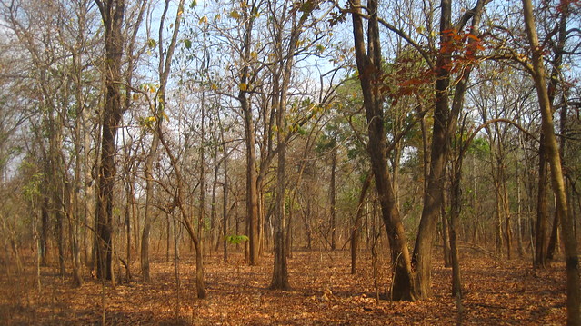 Eturnagaram Wildlife Sanctuary, Warangal