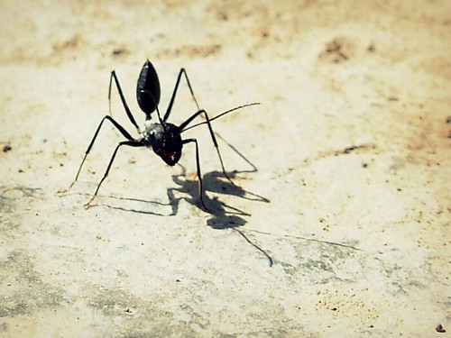 shadow nature insect asia iran ant middleeast bam kerman islamicrepublic westasia