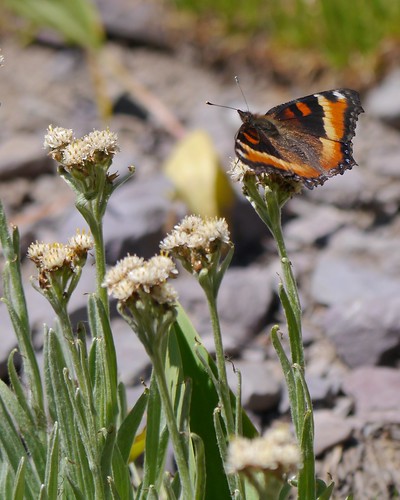butterfly insect montana wildlife