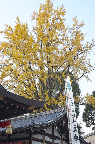 【写真】2013 紅葉 : 護王神社/2021-09-27/IMGP4240