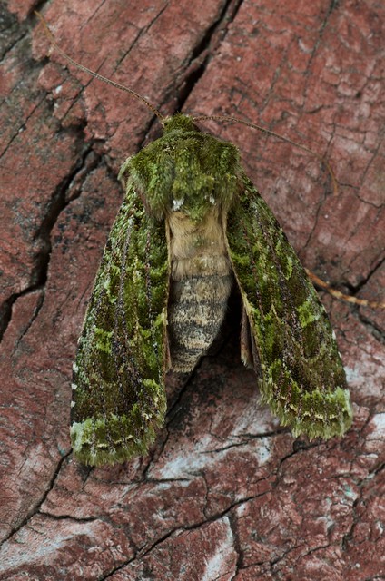 mahoe stripper moth