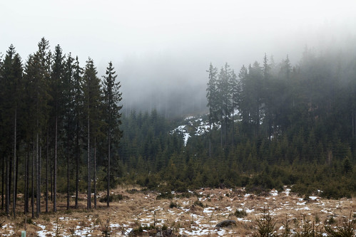 winter fog forest landscape day nebel landschaft wald gutenbrunn pwwinter