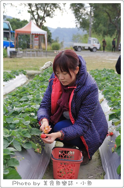 【台東】看見農遊新樂園~夢幻油菜花田拔蘿蔔，採草莓 @魚樂分享誌