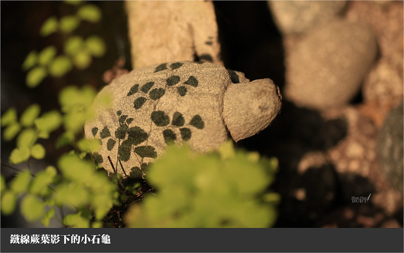 鐵線蕨葉影下的小石龜