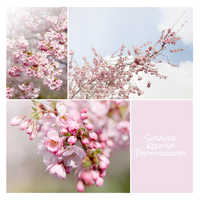 Blossom - pink