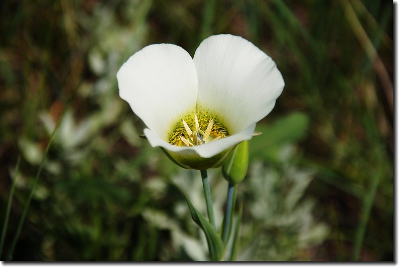 Sego Lily 1 (2)