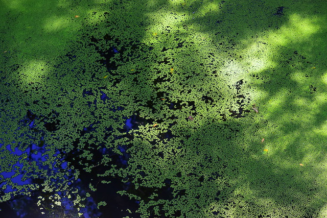 Algae Pond