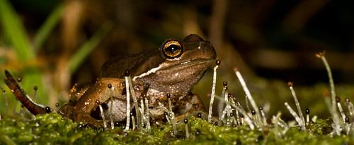 newzealand amphibian frog fungi oreti southland sandypoint litoria whistlingfrog chitrid ewingi