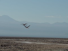 Salar de Atacama - Laguna Chaxa