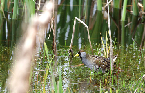 bird pentax rail waterbird carolina marsh sora k5 da3004