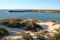 Green Head - Dynamite Bay