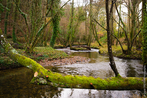 trees green nature water river eau vert arbres paysage