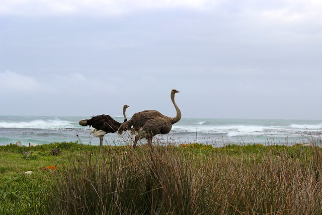 Ostrich Cape Point