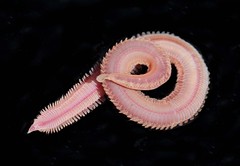 Annelida: (Ringelwürmer)