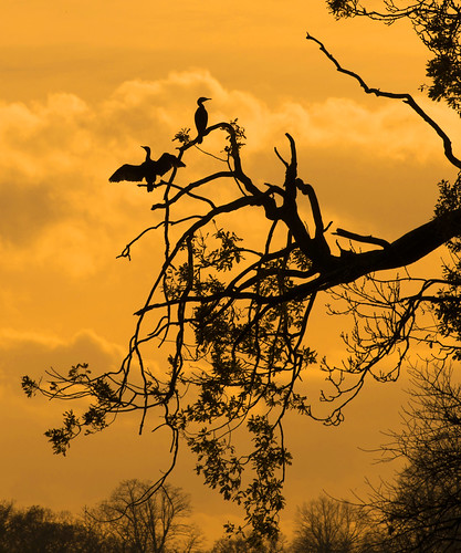 trees sunset water silhouette nikon sundown wildlife beak feathers cormorant drying d800