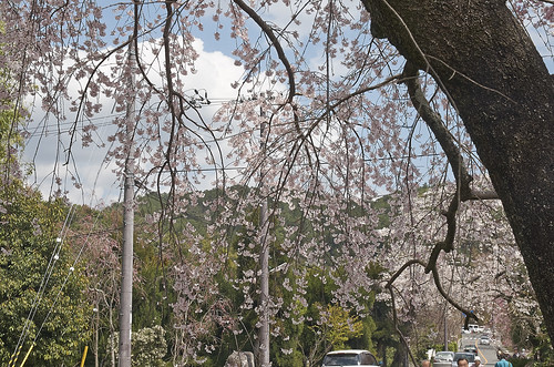 【写真】2014 桜 : 山越周辺/2021-03-24/IMGP5626