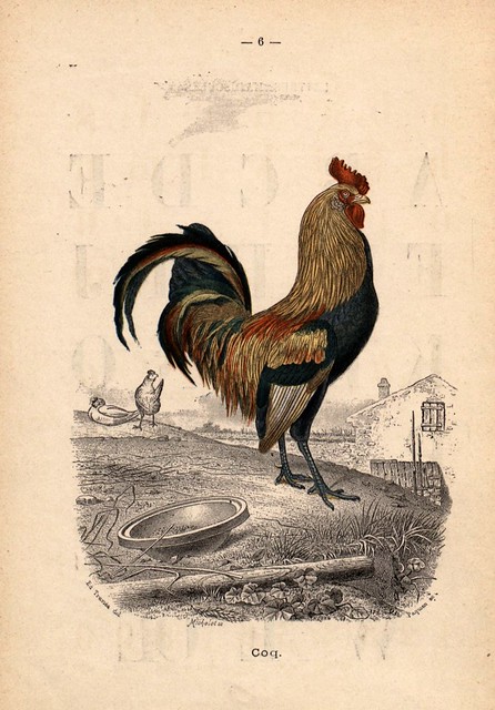 011- Alphabet illustré des oiseaux- 1885- MM. Travies-BNF