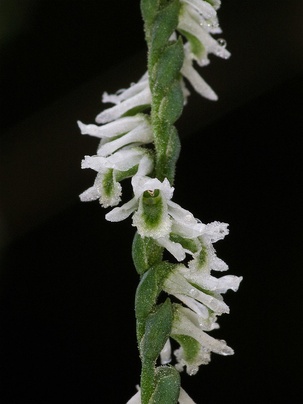 Southern Slender Laties'-tresses orchid
