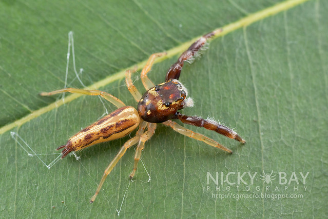 Jumping Spider (Salticidae) - DSC_7455