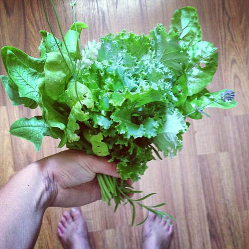 Today with dirty garden feet, lavender and mint. #juicing